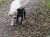 HENRY UND PASCHA
