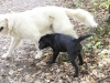 HENRY UND PASCHA