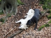 Kampfhunde