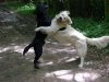 action-h-und-p