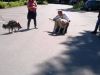 HundeS3