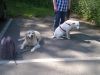 Hundes1