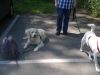 Hundes2
