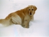 oscar-im schnee