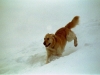 oscar-im schnee