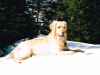 oscar-im-schnee