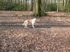 oscar-im wald
