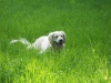 pascha-im-gras