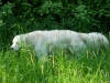 versteckt