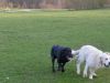 jagdhunde