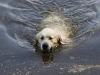 swimming-pascha